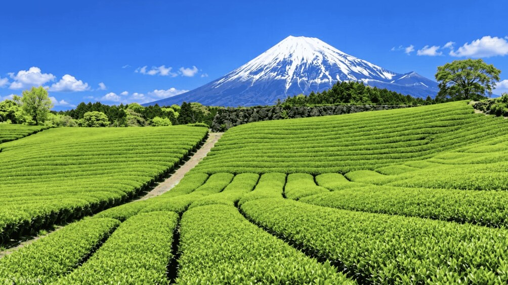 A lush green tea plantation with terraced fields and a snow-capped mountain in the background. 1