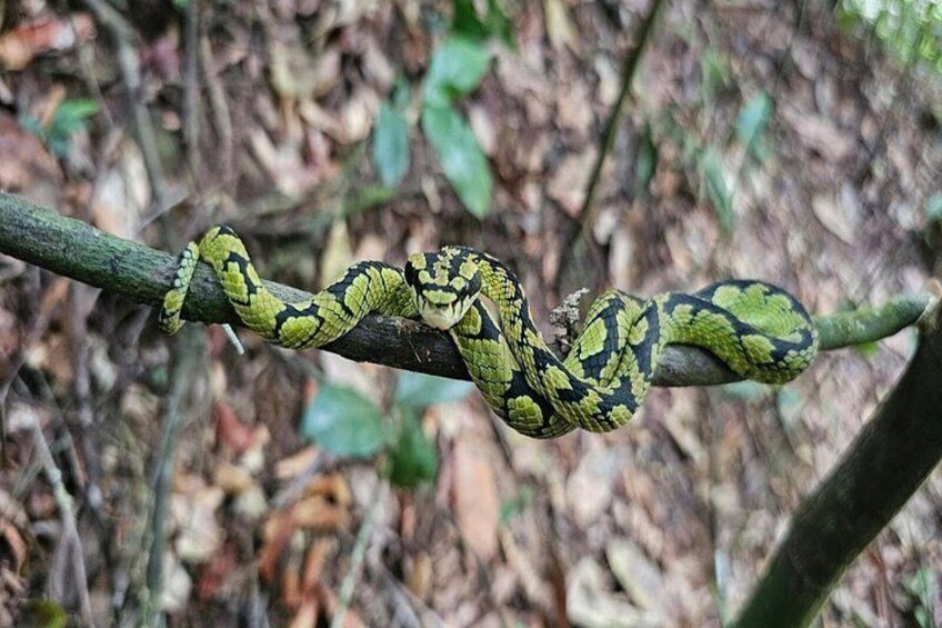 A snake coiled on a branch in a forest. 4