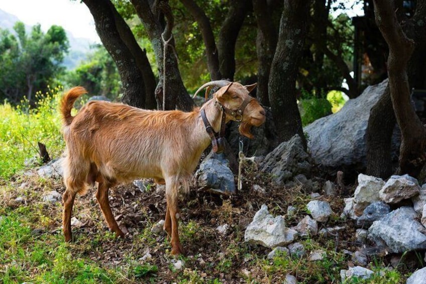 A goat with a brown coat and a black collar standing on rocky terrain with trees in the background. 3