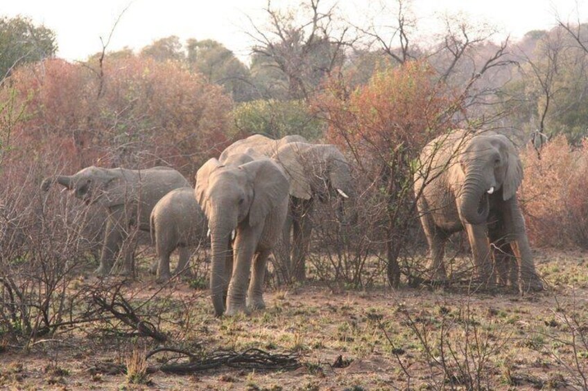 Un grupo de elefantes en un paisaje seco y arbustivo con árboles y arbustos dispersos. 3