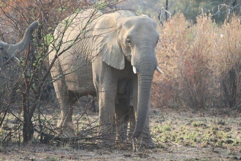Un elefante parado en un terreno seco y arbustivo con vegetación escasa. 2