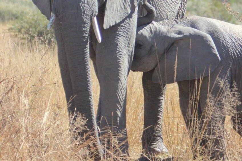 Un elefante de pie en hierba alta. 4