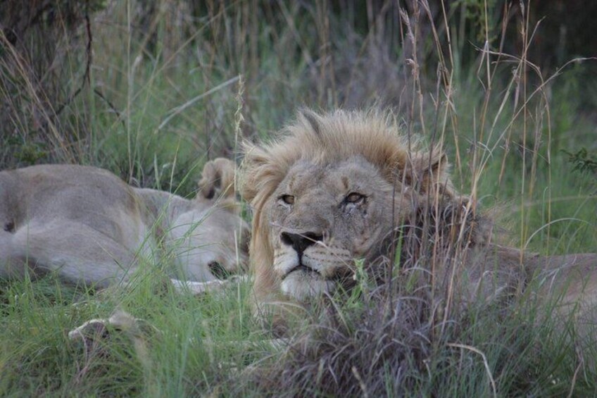 Un león descansando en hierba alta. 5