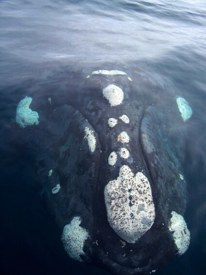 A large whale swimming underwater. 4