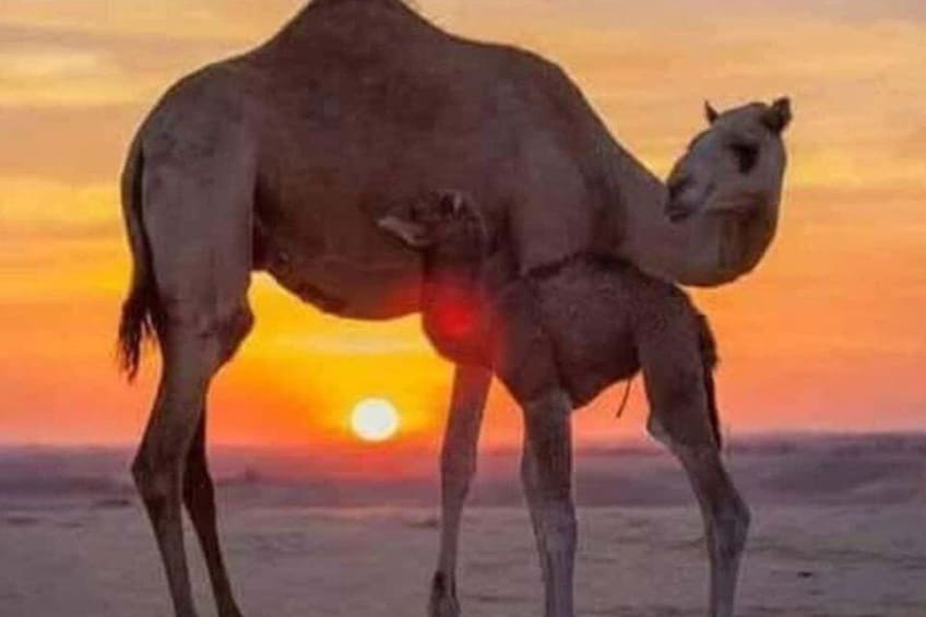 A camel with a calf in a desert landscape at sunset. 1