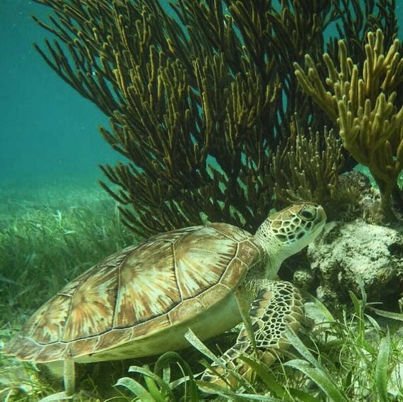 Reef & Ride Adventure - Cenote, Food & Beverage + Transportation 5
