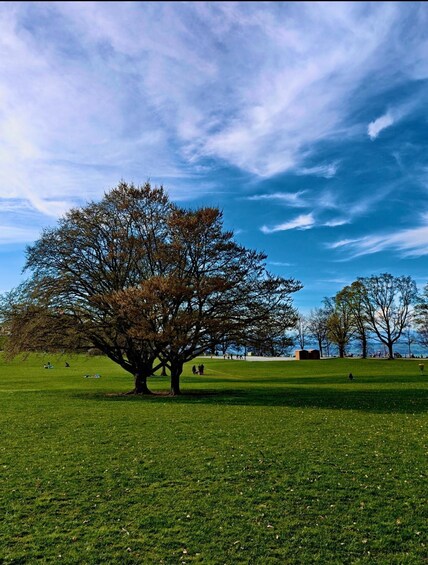 A large tree in a grassy park with a clear blue sky. 4