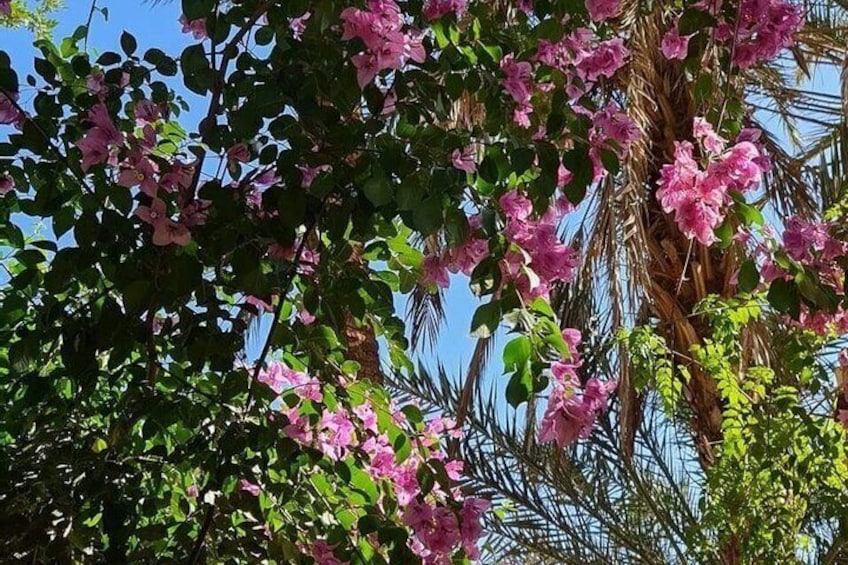 A tree with pink flowers and green leaves. 5