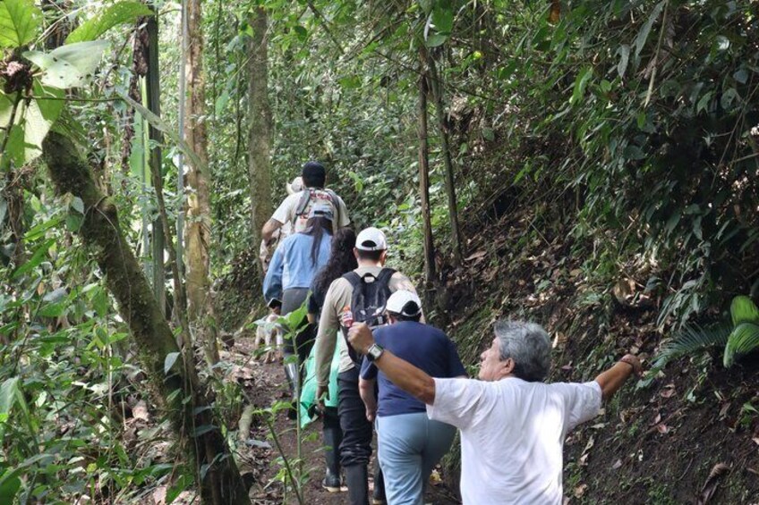 A group of people hiking in a dense forest with tall trees and thick underbrush. 5