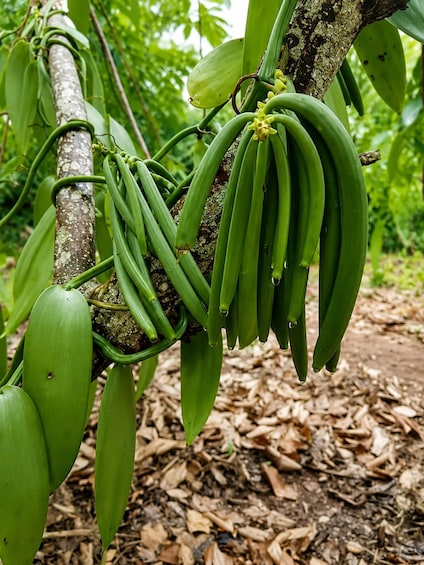A banana plant with green bananas hanging from the branches. 5