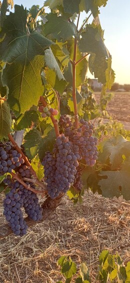 Clusters of purple grapes on vine branches in a vineyard. 4