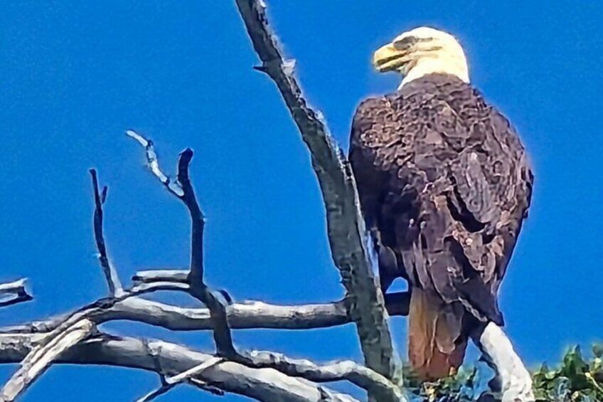 A bald eagle perched on a branch. 3