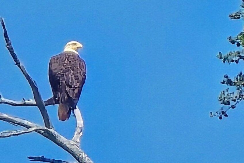 A bald eagle perched on a branch. 4