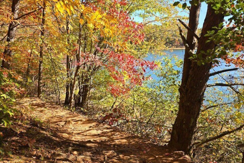 A forested path leading to a body of water. 4
