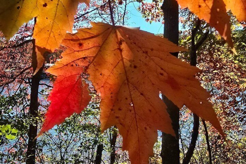 A close-up of a red maple leaf with a yellow and orange background. 3