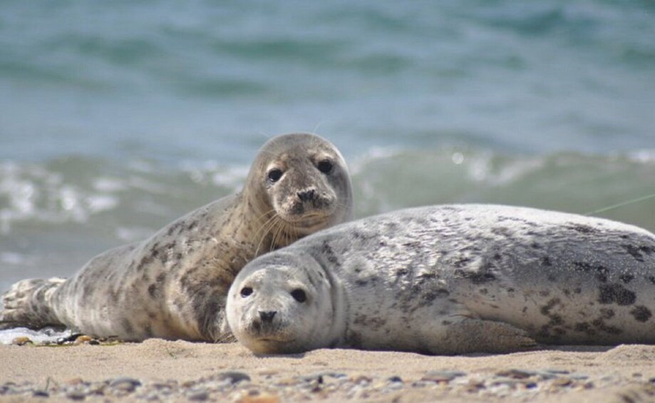 Two seals on a sandy beach with the ocean in the background. 1