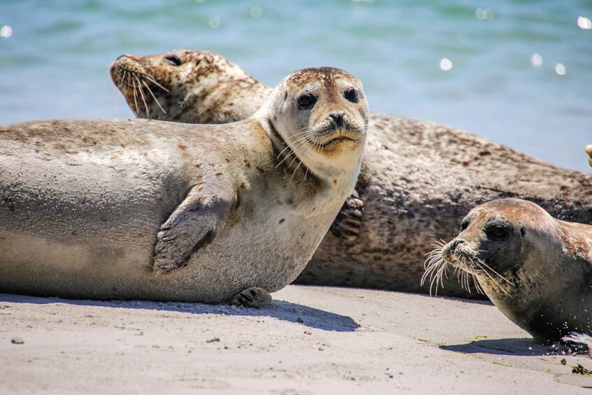 A seal resting on a sandy beach with a body of water in the background. 2