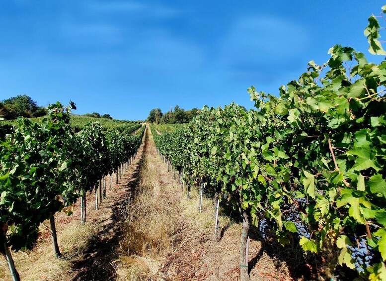 A vineyard with rows of grapevines under a clear blue sky. 1