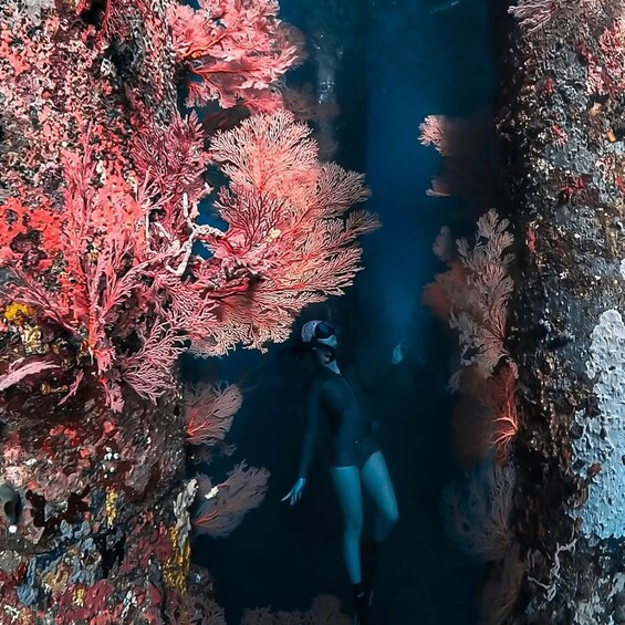 A diver surrounded by vibrant coral reefs. 4