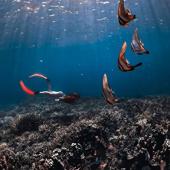 A diver with fins swimming among fish and coral. 5