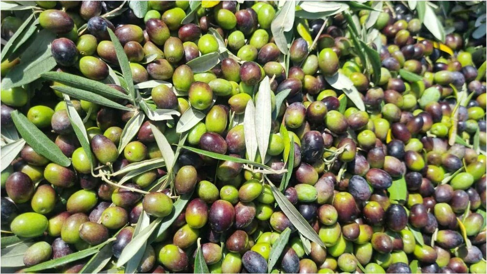 A collection of olives in various stages of ripeness, surrounded by olive branches. 2