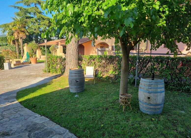 A garden with a tree, two wooden barrels, a stone pathway, and a building in the background. 3