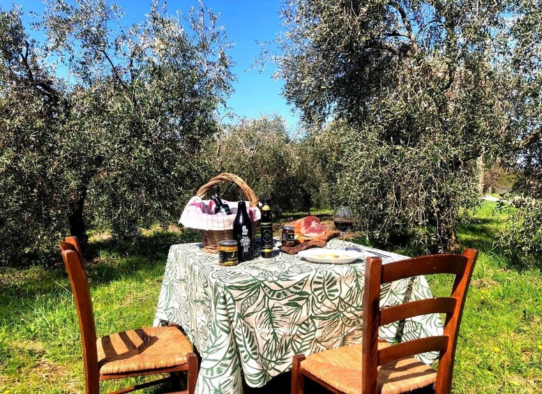 An outdoor picnic setup with a table covered by a patterned tablecloth, surrounded by olive trees. 1