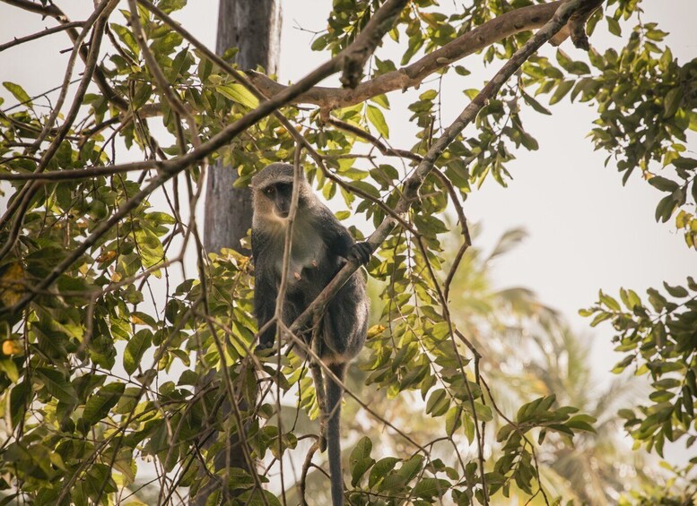 A monkey perched on a tree branch amidst dense foliage. 2
