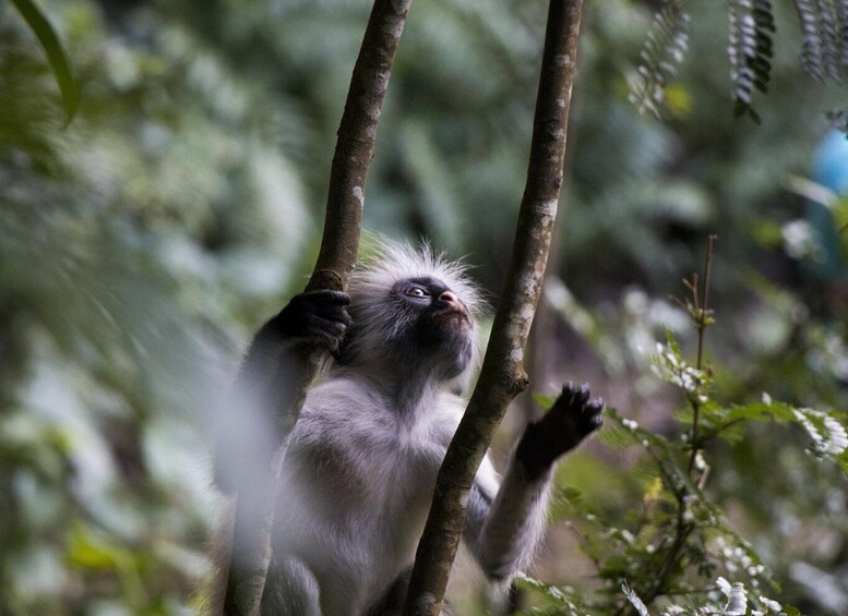 A monkey hanging from tree branches in a forest. 4