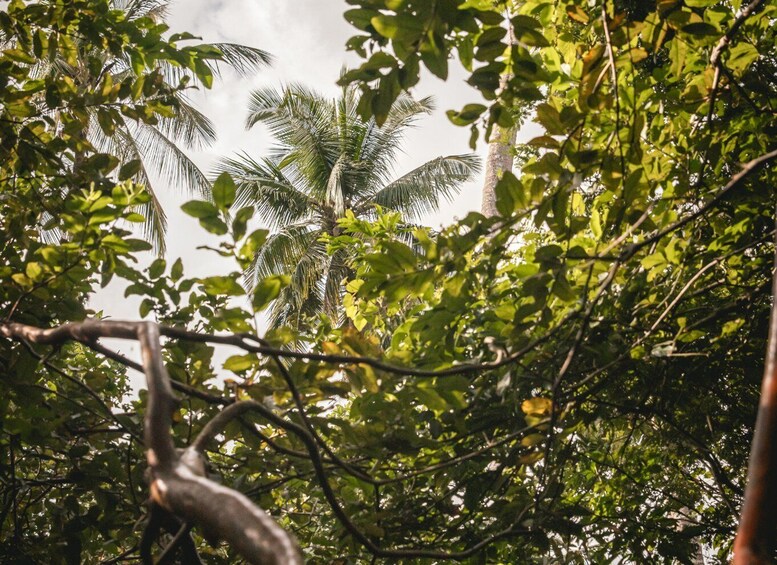 A dense tropical forest with various trees, including a prominent palm tree. 3