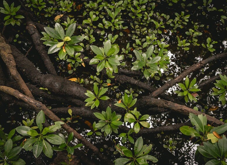 A dense canopy of green leaves with intertwining tree branches. 5