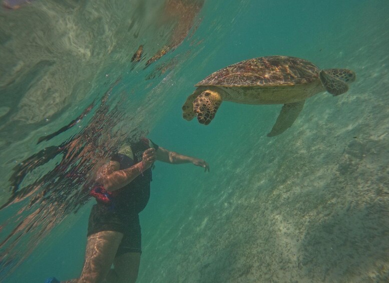 Ein Taucher schwimmt mit einer Meeresschildkröte in klarem Wasser. 5