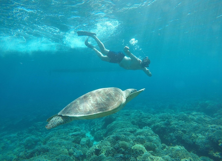 A person swimming with a sea turtle in clear blue water. 1