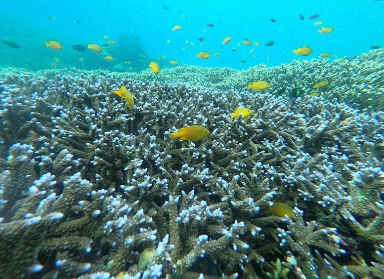 A coral reef with yellow fish swimming among the coral. 5
