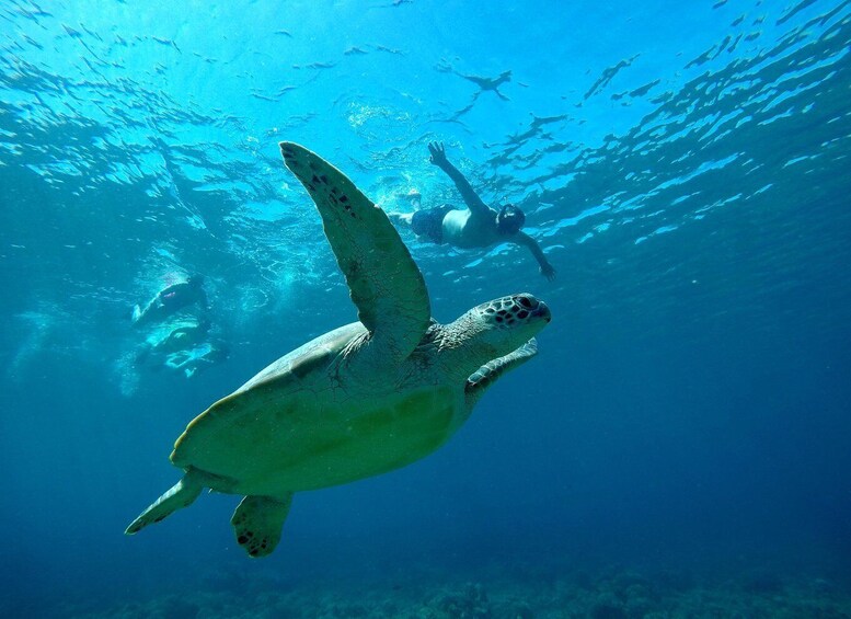 A sea turtle swimming underwater with a diver in the background. 2