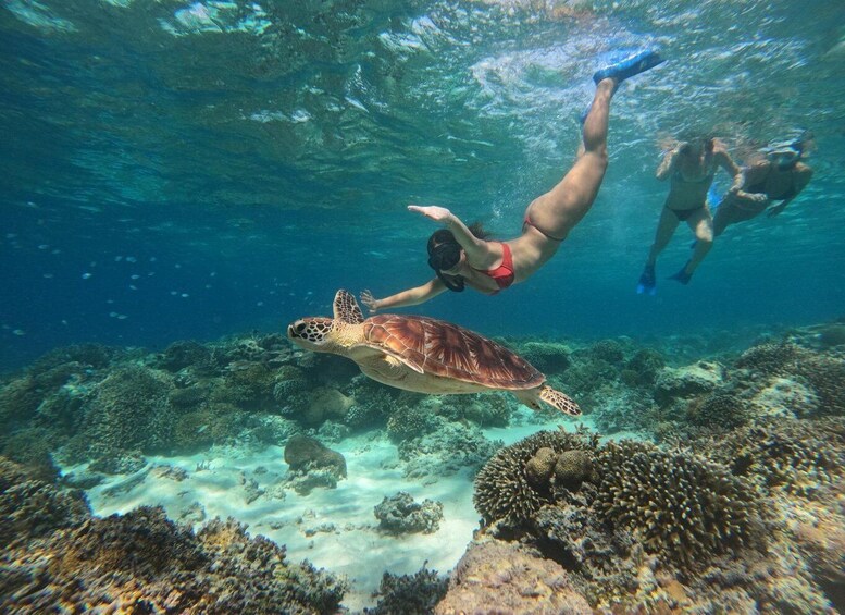 Two people scuba diving underwater with a sea turtle. 4