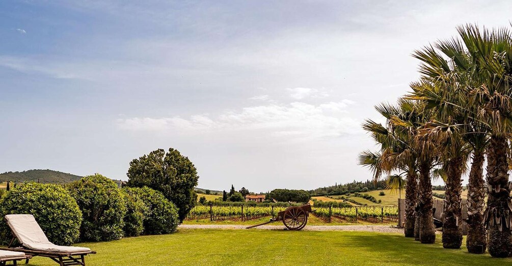 A vineyard, a wooden cart, palm trees, and a house in the background. 1