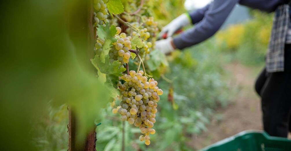 A person harvesting green grapes from a vine in a vineyard. 3