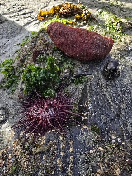 A rocky beach with seaweed, a sea urchin, and a red object. 4