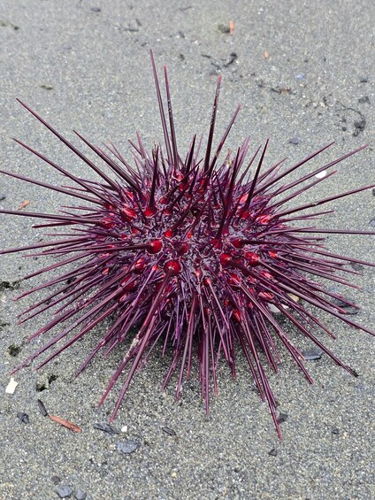 A spiny sea urchin on a gravel surface. 2