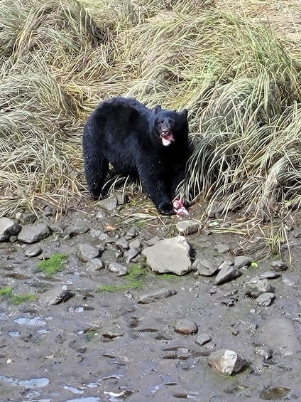 A black bear standing on a rocky terrain with grass and hay around. 1