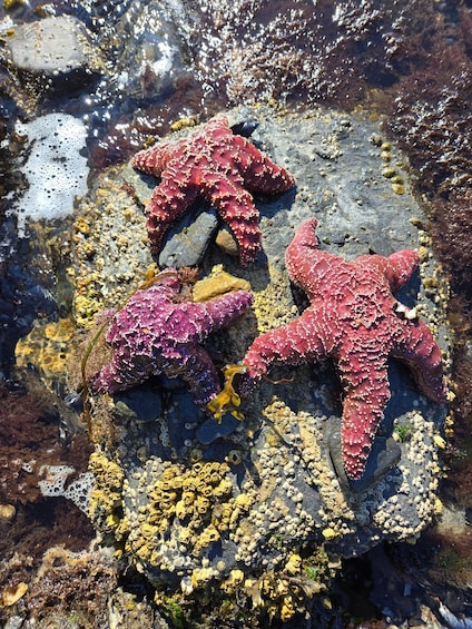 Two starfish on a rocky surface with yellow lichen. 3