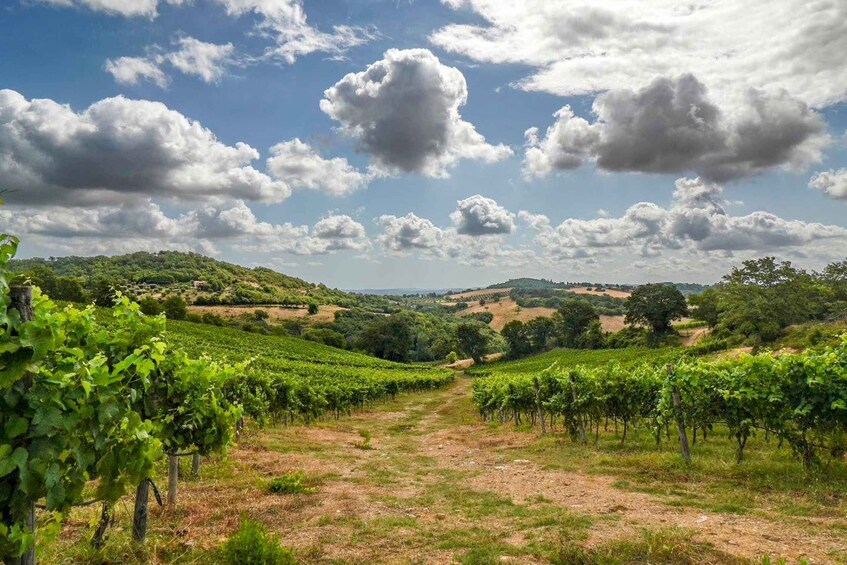 A vineyard with rows of grapevines under a partly cloudy sky. 4