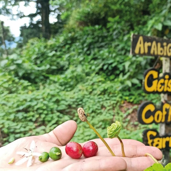 A hand holding coffee cherries and a flower, with a sign reading 'Arabica Coffee Farm' in the background. 2