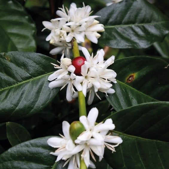 A plant with white flowers and green leaves. 1