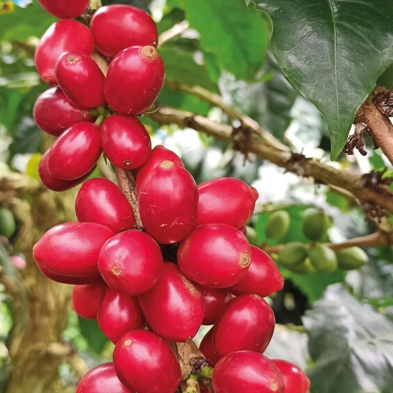 A cluster of red fruits on a tree with green leaves. 3