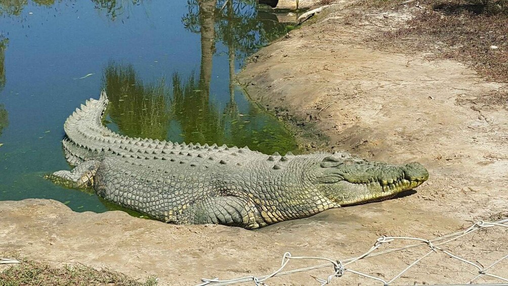 A crocodile resting by a water body. 5