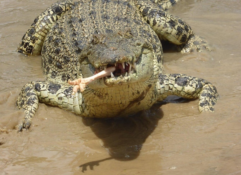 A crocodile with its mouth open, displaying its teeth and a bone in its mouth. 2