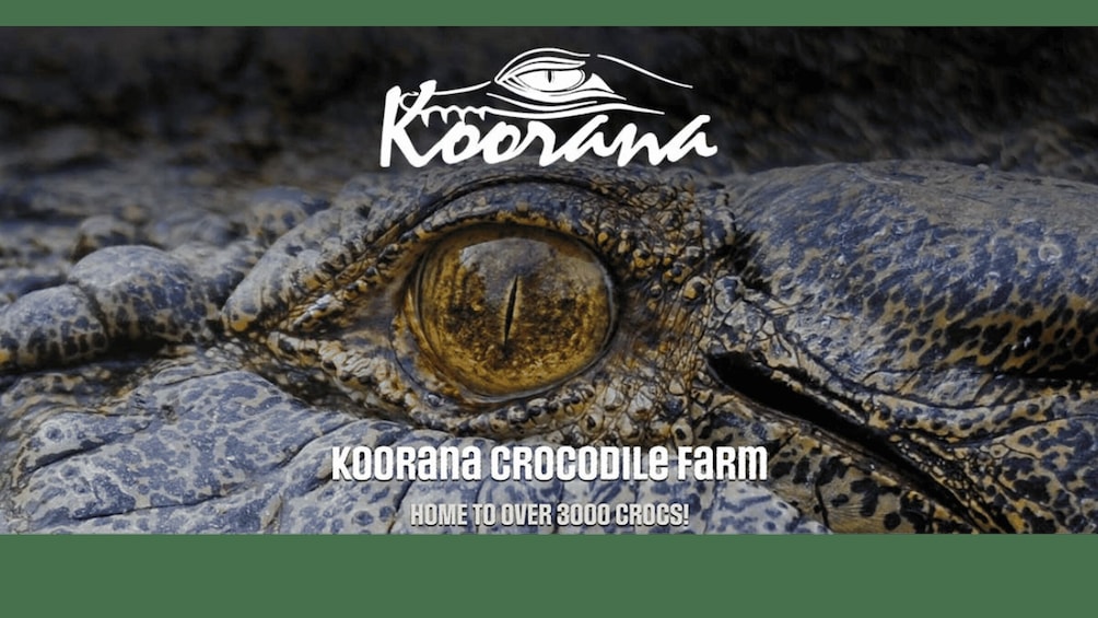 A close-up of a Koorana crocodile's eye with a farm logo and text stating 'Koorana Crocodile Farm, Home to over 3000 Crocs.' 1