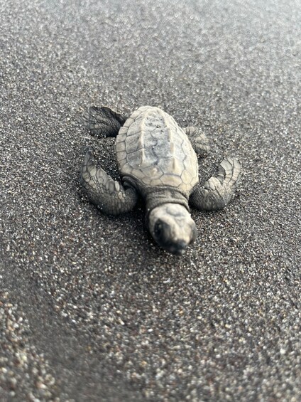 A sea turtle on a sandy beach. 5